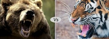 siberian tiger vs grizzly bear