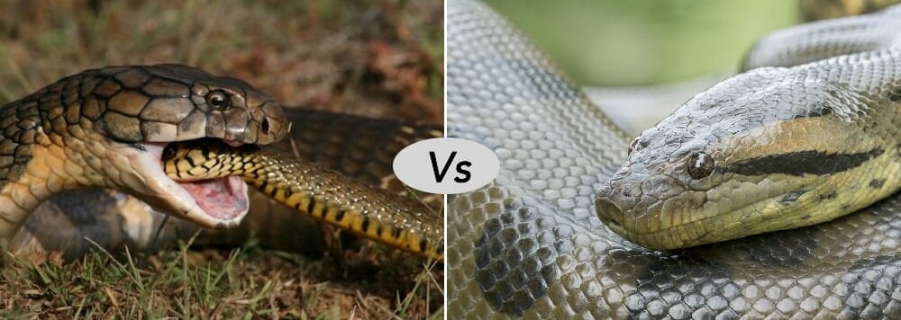 king cobra vs anaconda