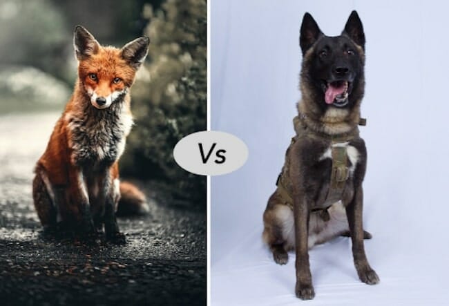 Fox vs Dog fight