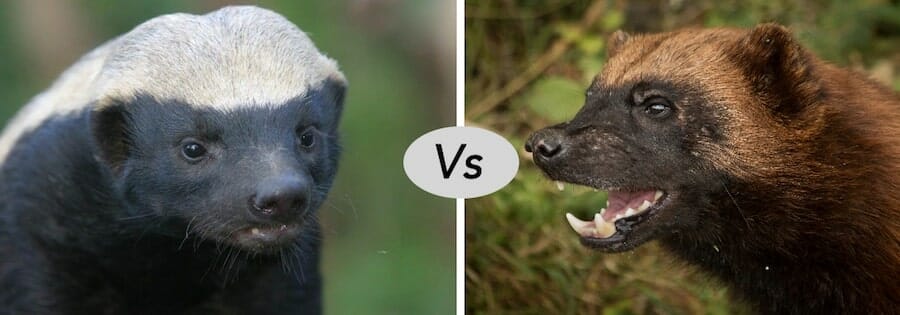 wolverine vs honey badger