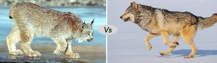 Luchskatze gegen Wolf