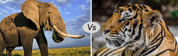 African elephant vs Siberian tiger