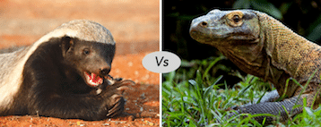 Honey Badger vs Komodo dragon