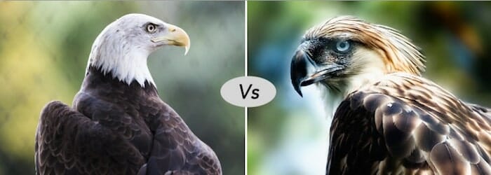 Bald eagle vs philippine eagle