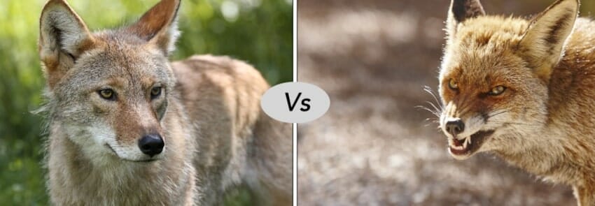 Fox vs Coyote fight comparison & differennce- who will win?