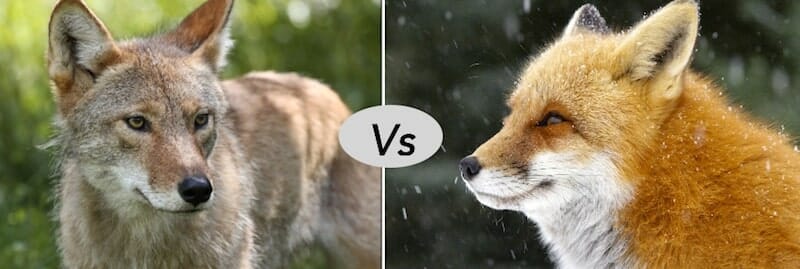Fox vs coyote