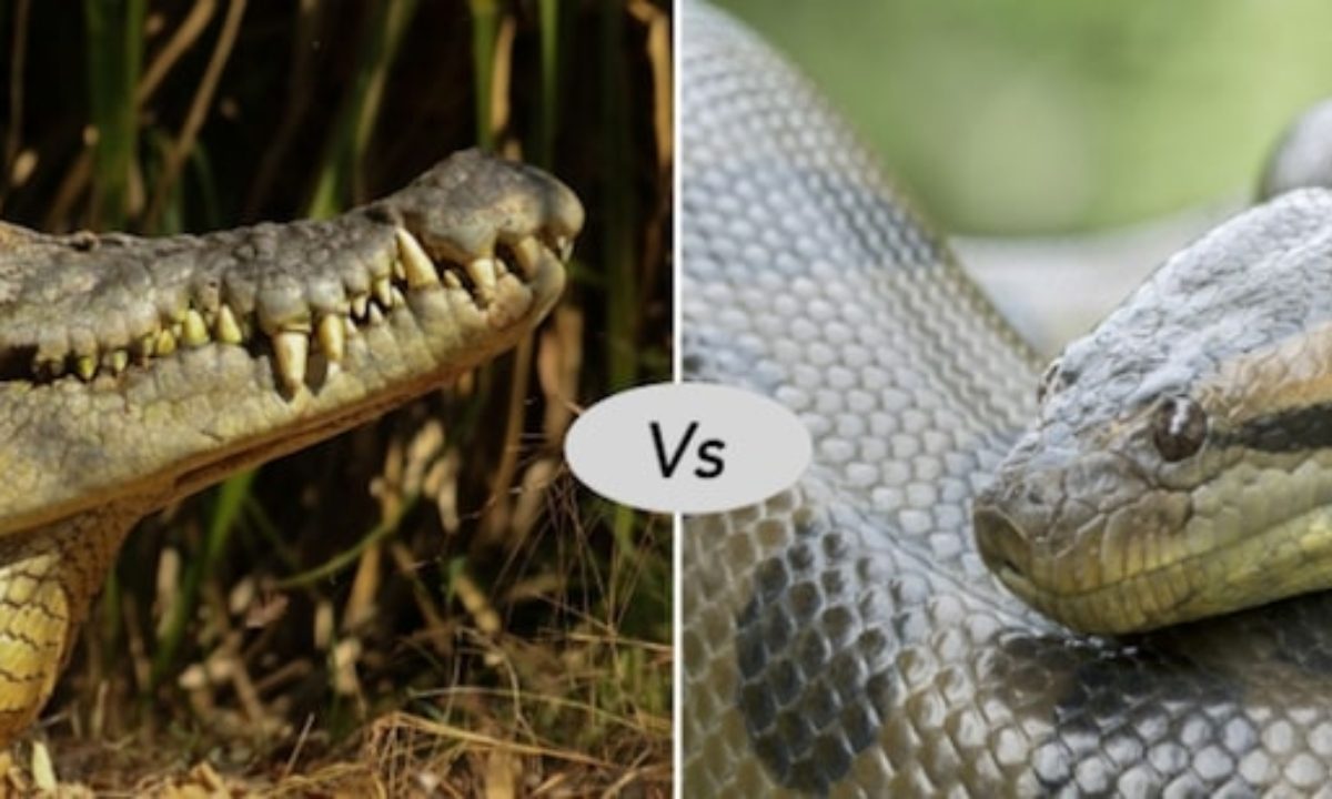 Anaconda Size Compared To Human
