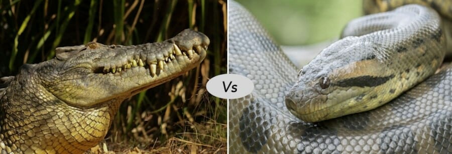 green anaconda vs salt water crocodile