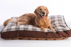 mypillow dog bed stores