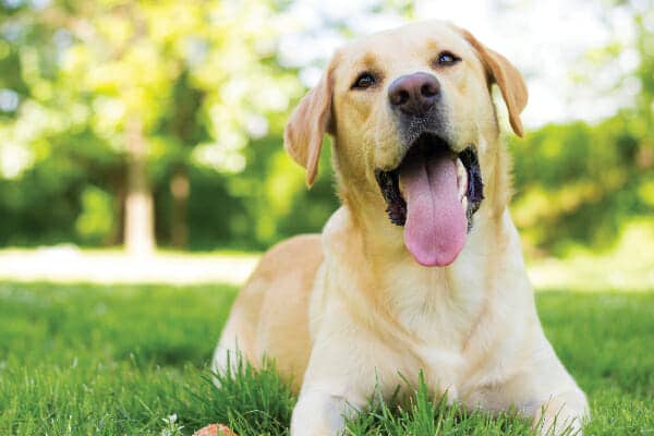 How to make labrador dog happy