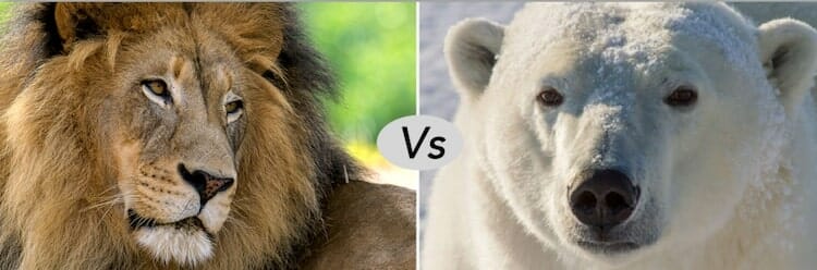 African lion vs Polar bear
