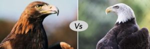 Golden eagle vs bald eagle fight comparison- who will win?