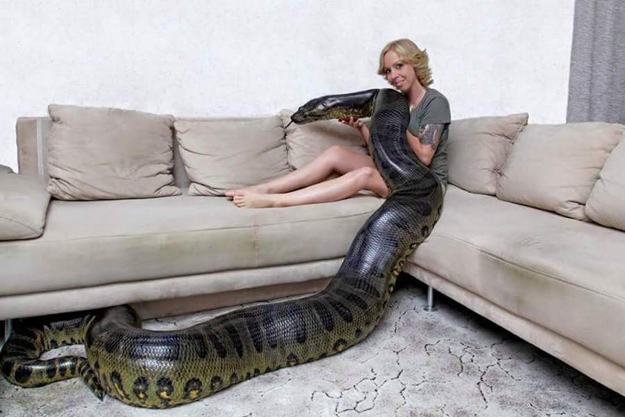Can anaconda killed their owners