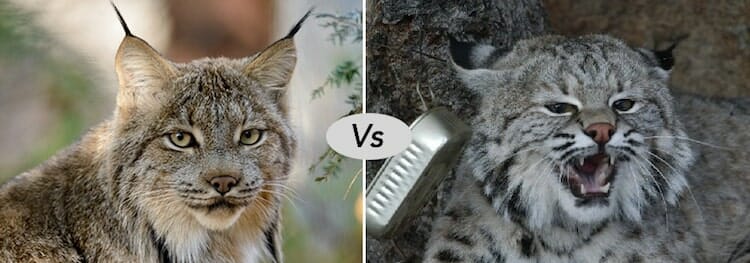 Bobcat vs lynx fight