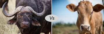 Buffalo vs Cow fight