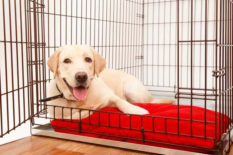 best labrador retriever cage