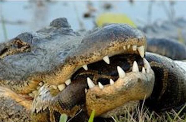 Green Anaconda Vs Saltwater Crocodile Fight Comparison Who Will Win