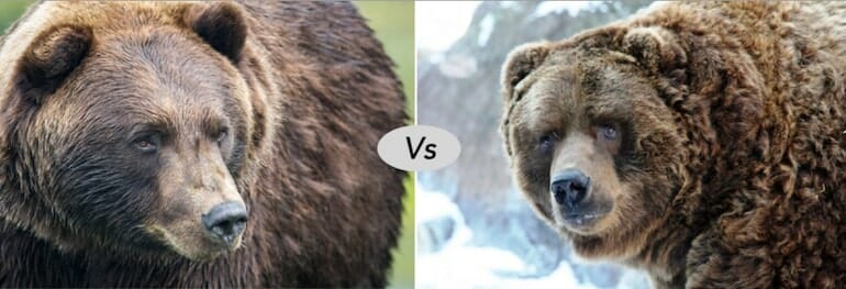 Grizzly bear vs Kodiak bear