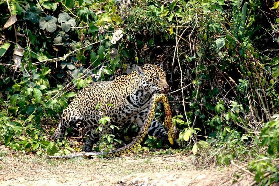 jaguar vs anaconda
