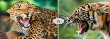 tiger vs jaguar
