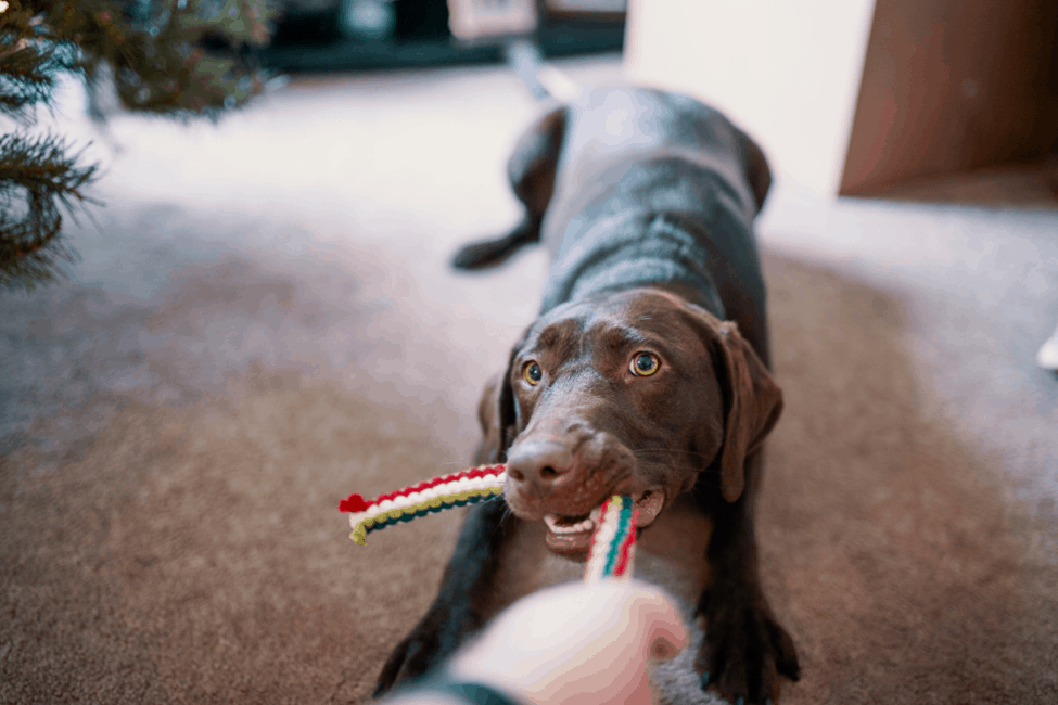 best dog chewing games