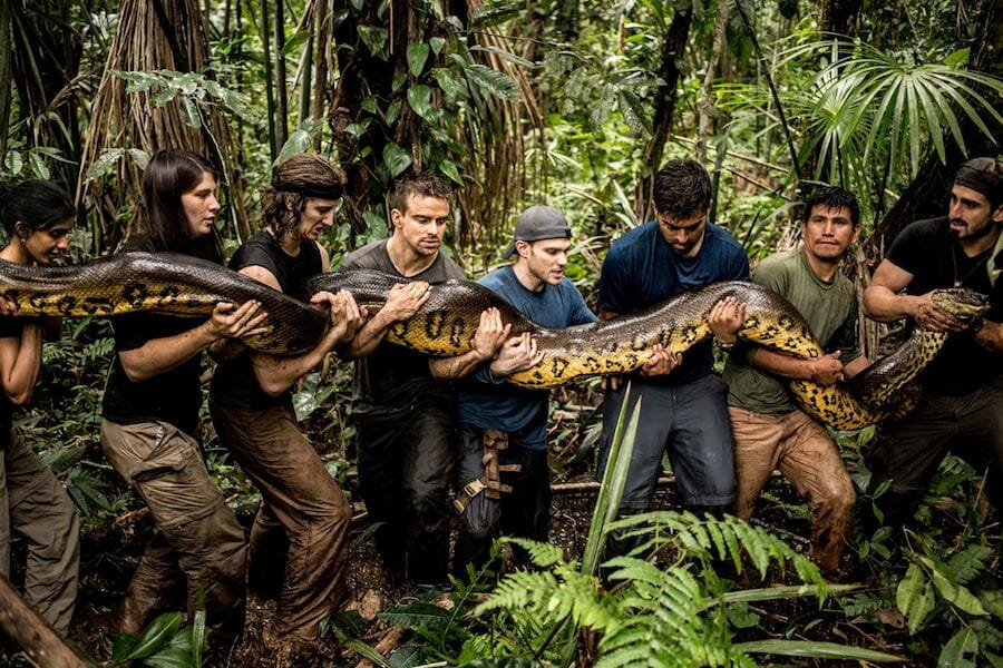 Do Anacondas Think Of Size Before Suffocating Its Prey Discover