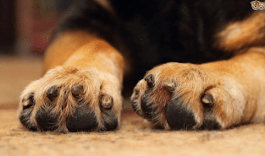 best Dog paws balms