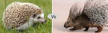 hedgehog vs porcupine