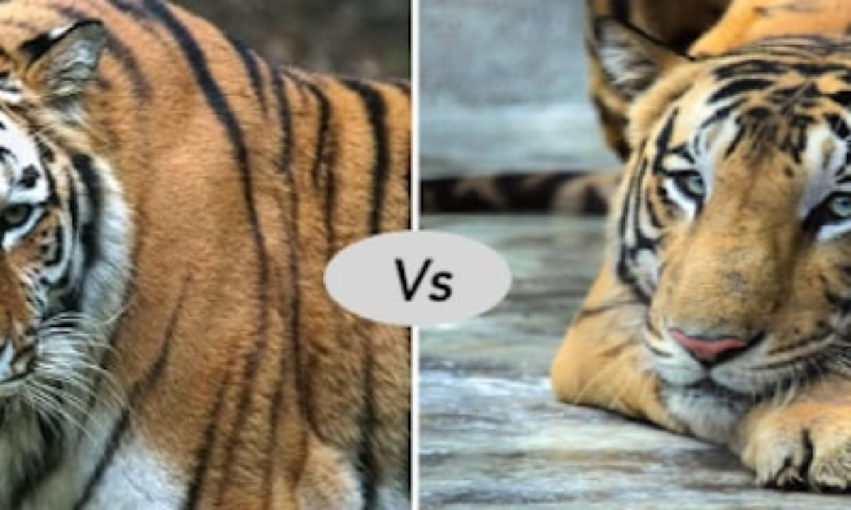 SIBERIAN TIGER VS BENGAL TIGER - Who Would Win? 