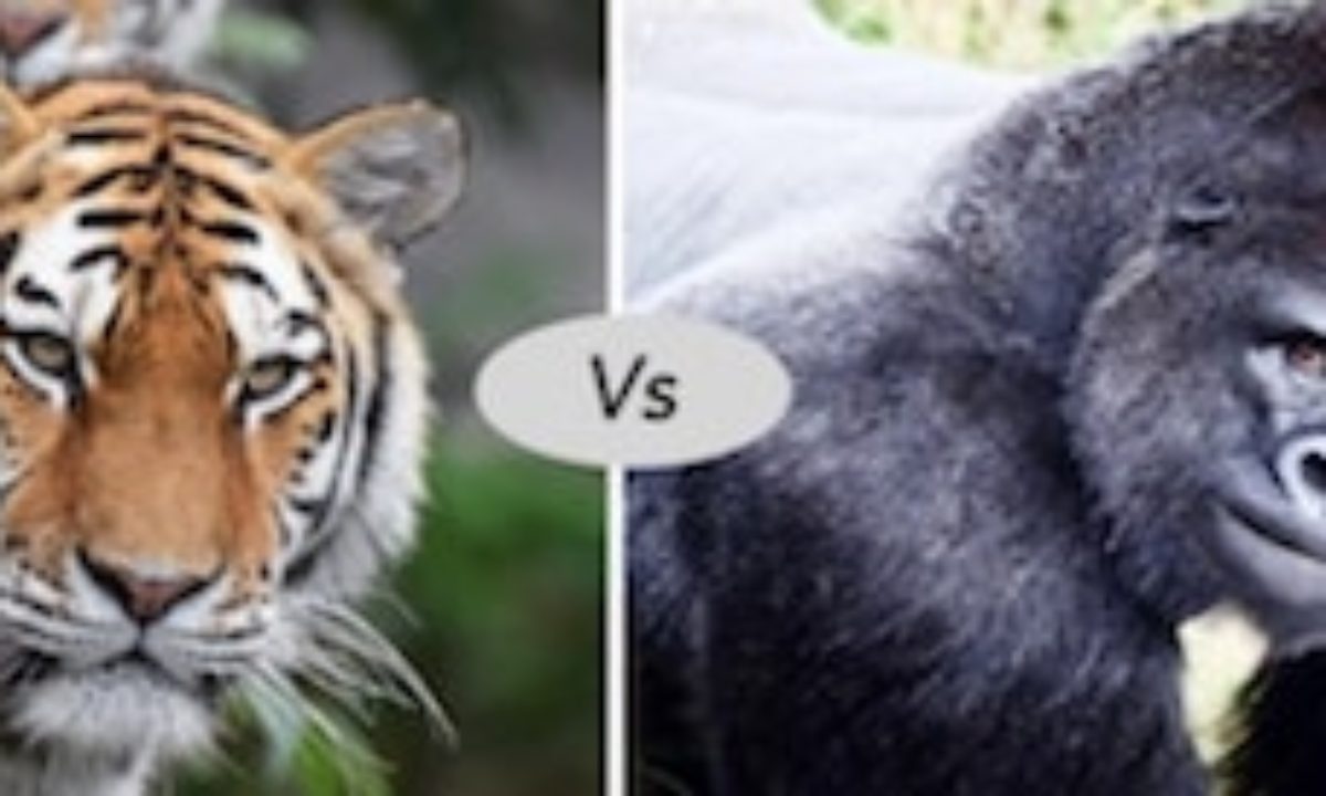 gorilla vs tiger