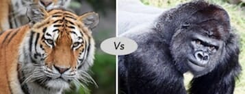 Siberian tiger vs western gorilla