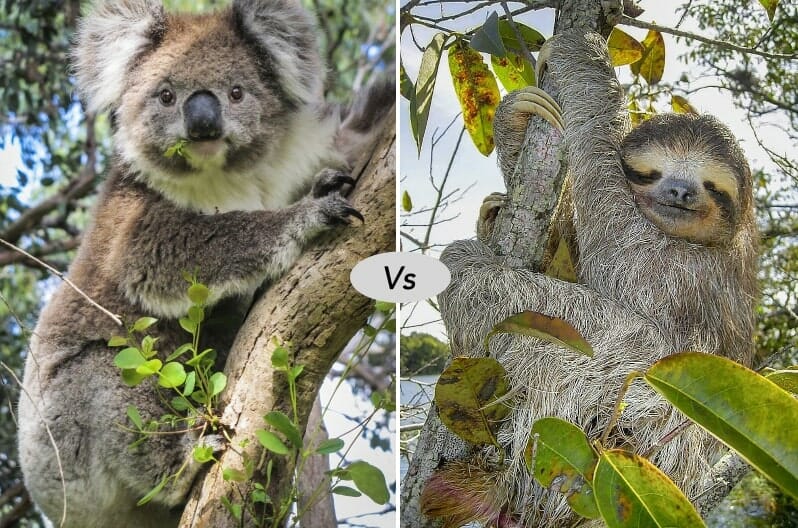 Sloth vs Koala bear