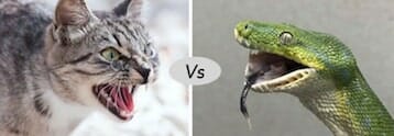 Snake vs Cat