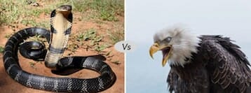 snake vs eagle fight