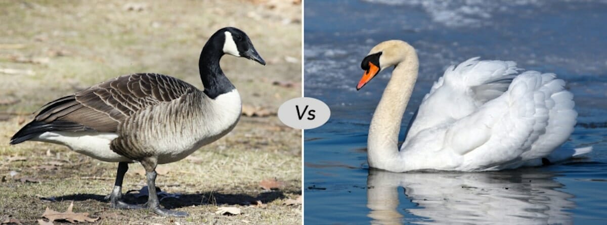 swan vs goose