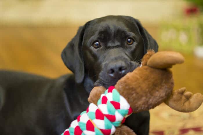 why dogs bringing toys