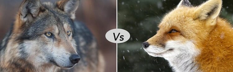 wolf vs fox fight