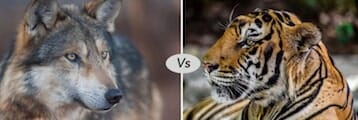 tiger vs wolf