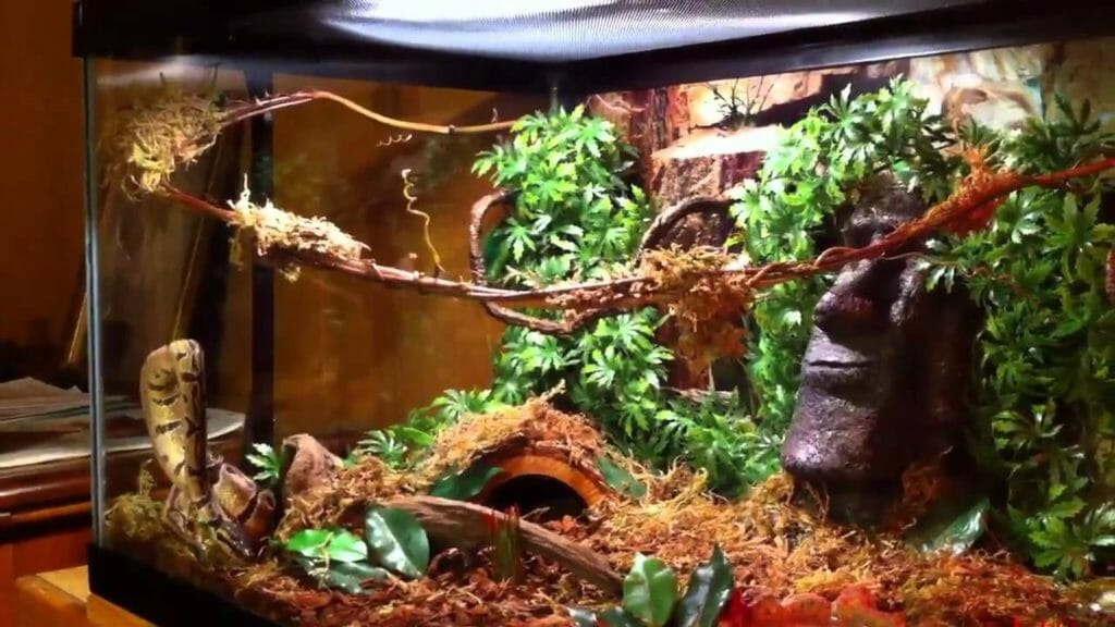 Best Ball Python Habitat Tank, size, length, setup, Decor & reviews