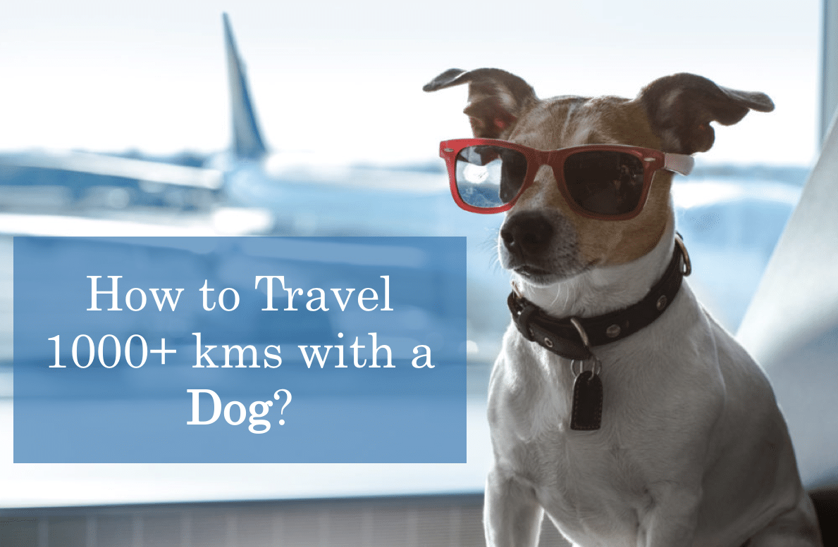 How to travel 1000+ Kms with a dog in an Airplane?