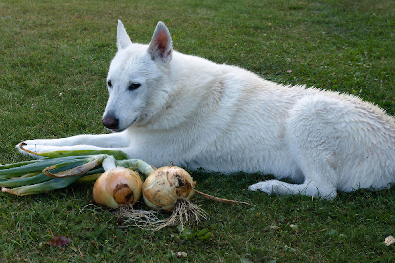 is onion toxic to dogs