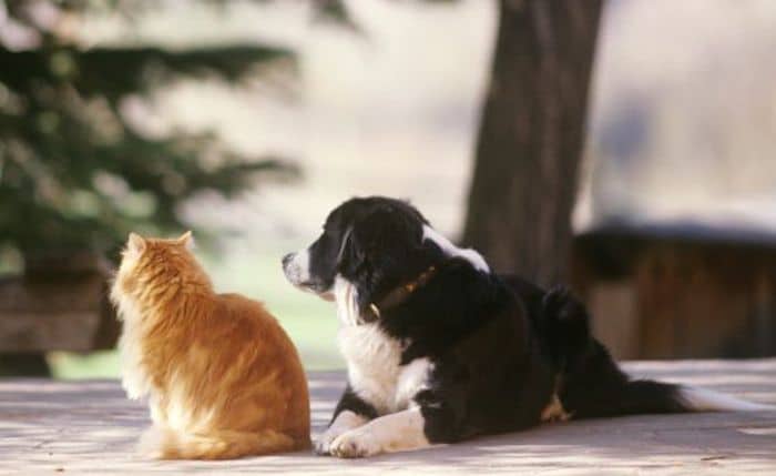 10 Reasons Why Dogs Make Better Pets Than cats