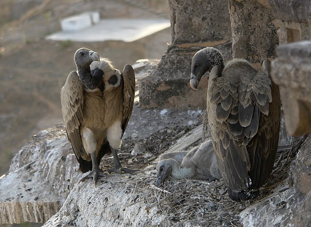 buzzard vs vulture