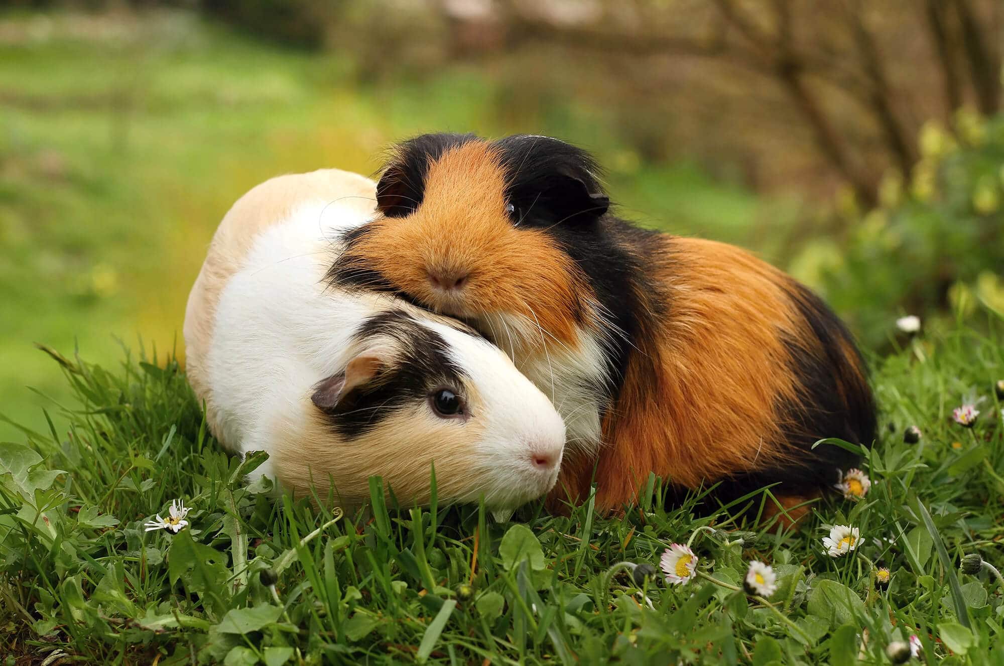 guinea pigs vs hamster difference