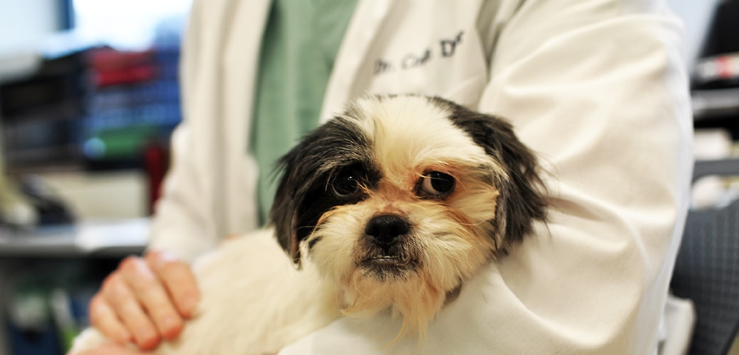 5 Serious Health Issues In Dogs That Often Go Ignored