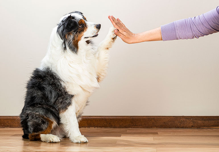 How to improve your health with pets
