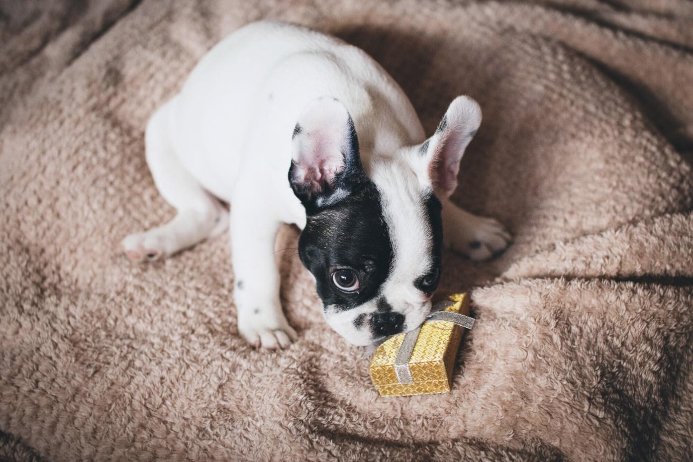 5 Dog Gift Shopping Mistakes and How to Avoid Them