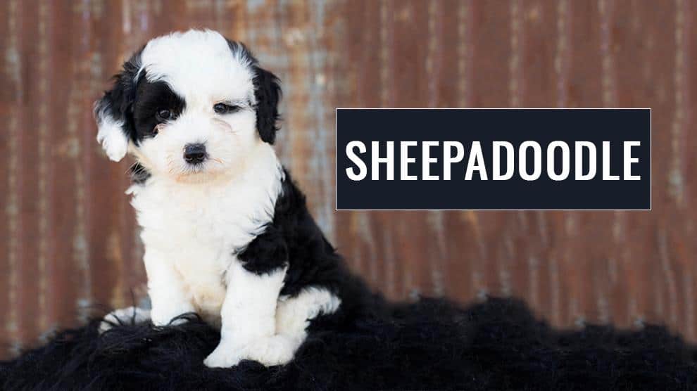 things to know of Sheepadoodle pet
