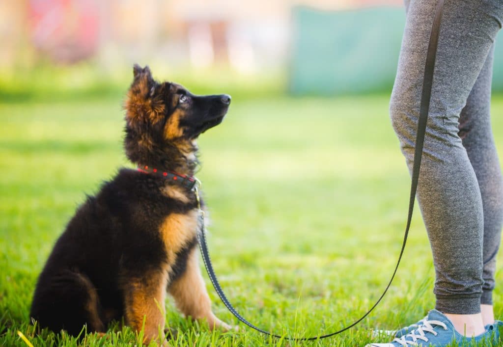 How to Find a Dog Trainer for Your Furry Baby?