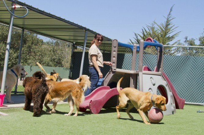 How to Choose the Best Dog Boarding Facility for Your Furry Friend